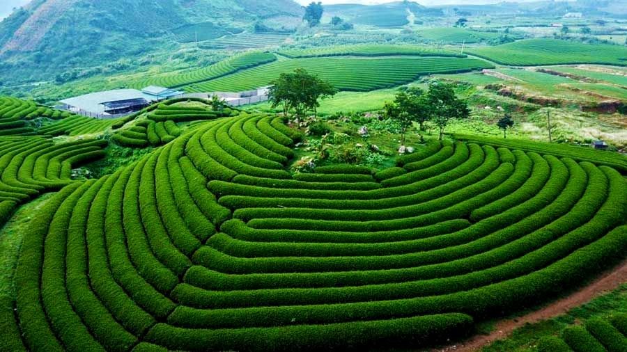 TOUR MỘC CHÂU 2 Ngày 1 Đêm